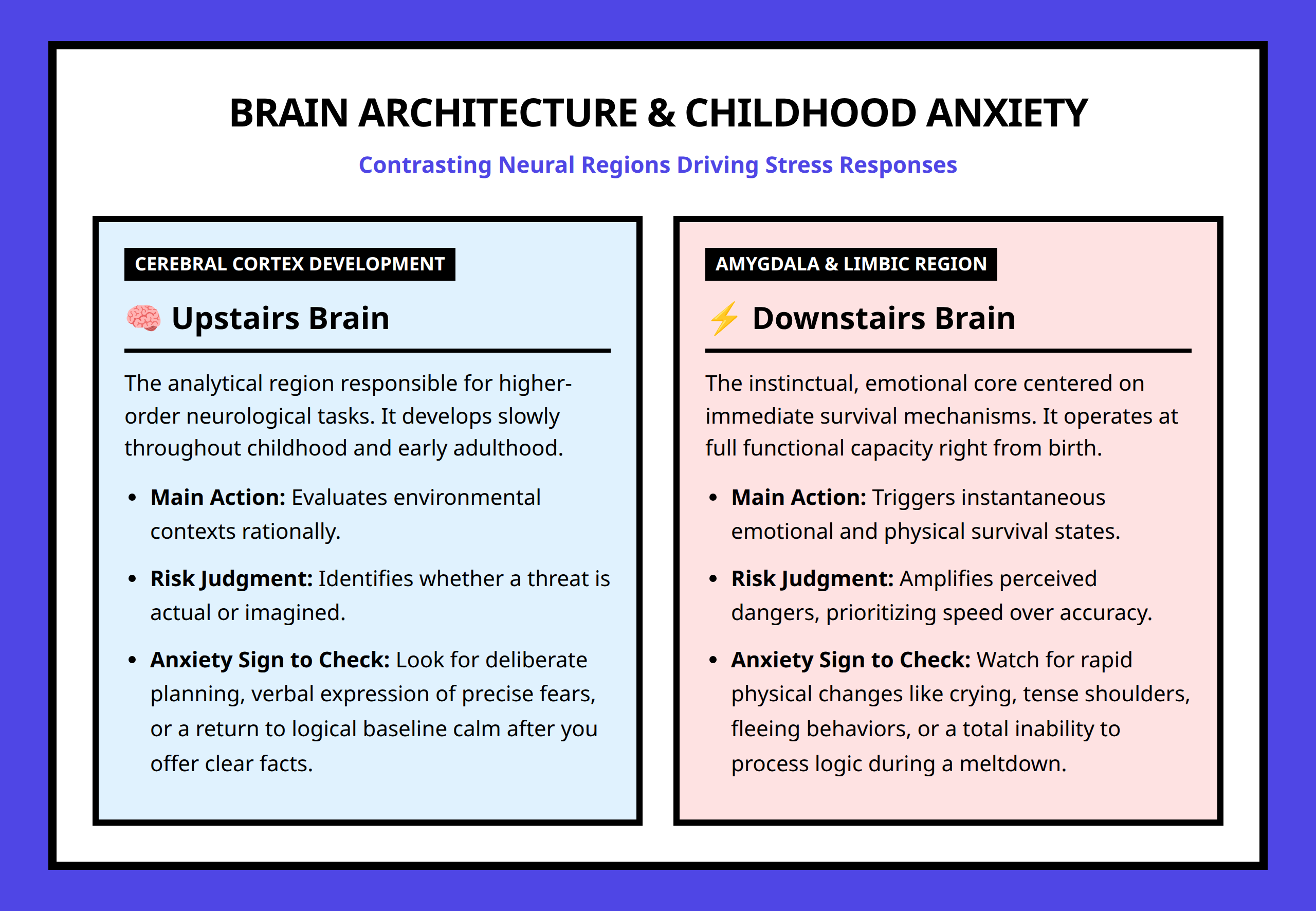 Infographic comparing analytical upstairs brain and instinctual downstairs brain roles in child anxiety.